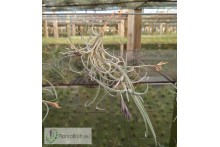 Tillandsia crocata giant form