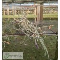 Tillandsia crocata giant form