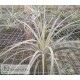 Tillandsia didisticha Hybrid