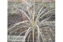 Tillandsia didisticha Hybrid