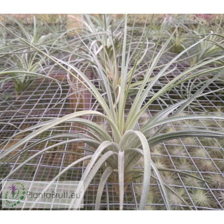 Tillandsia didisticha Hybrid