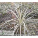 Tillandsia didisticha Hybrid