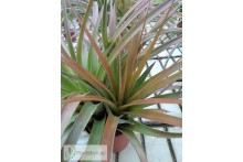 Tillandsia flavobracteata
