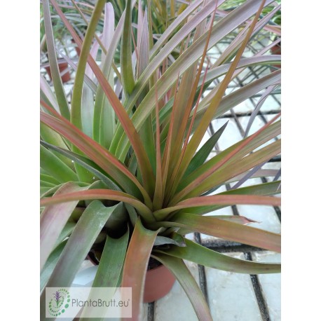 Tillandsia flavobracteata
