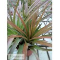 Tillandsia flavobracteata