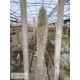 Tillandsia usneoides 'Curly Silver'