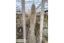 Tillandsia usneoides 'Curly Silver'