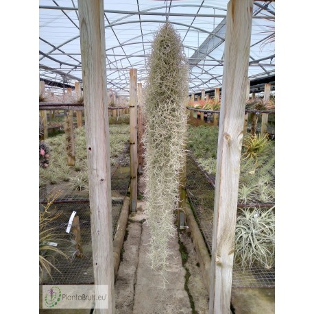 Tillandsia usneoides 'Curly Silver'