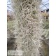 Tillandsia usneoides 'Curly Silver'