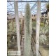Tillandsia usneoides XXXL