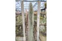 Tillandsia usneoides XXXL