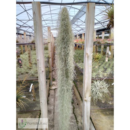 Tillandsia usneoides XXXL