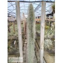 Tillandsia usneoides XXXL
