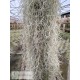 Tillandsia usneoides XXXL