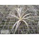 Tillandsia Califano