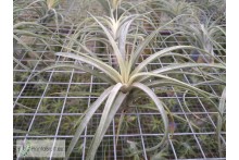 Tillandsia Califano