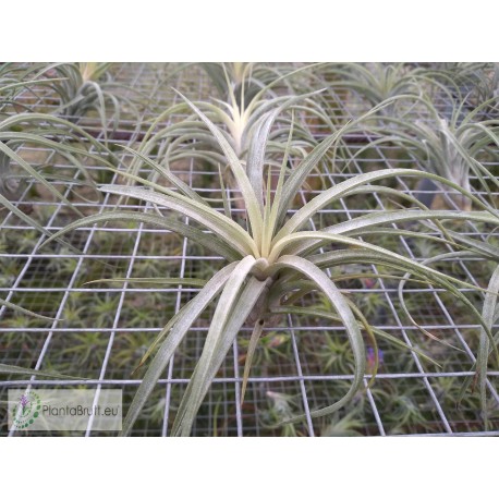 Tillandsia Califano