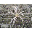 Tillandsia Califano (baileyi x ionantha)