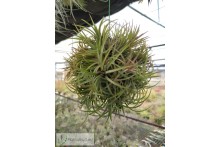 Tillandsia ionantha var. Fuego Bola