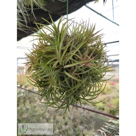 Tillandsia ionantha var. Fuego Ball