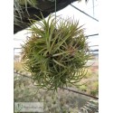 Tillandsia ionantha var. Fuego Ball
