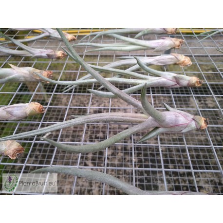 Tillandsia Mali Dofitas