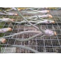 Tillandsia Mali Dofitas (caput medusae x bulbosa)