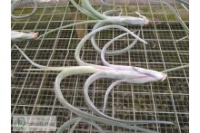 Tillandsia intermedia