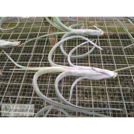 Tillandsia intermedia