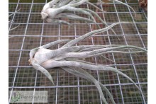 Tillandsia Ty (ehlersiana x bulbosa) M