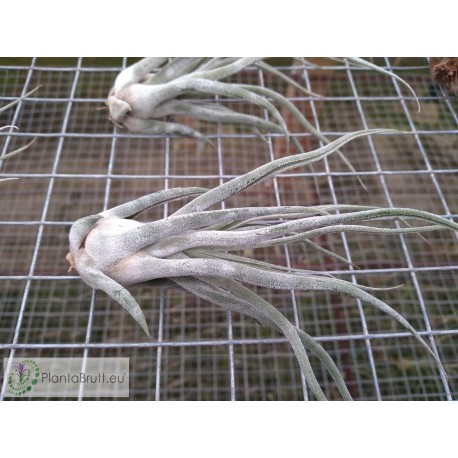 Tillandsia Ty (ehlersiana x bulbosa) M