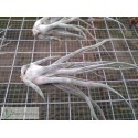 Tillandsia Ty (ehlersiana x bulbosa) M