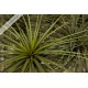 Tillandsia rodrigueziana L