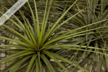 Tillandsia rodrigueziana L