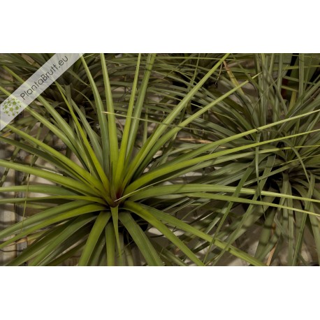 Tillandsia rodrigueziana L