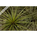 Tillandsia rodrigueziana L