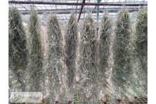 Tillandsia usneoides standard
