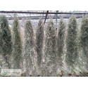 Tillandsia usneoides standard