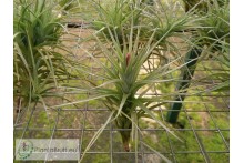 Tillandsia tenuifolia