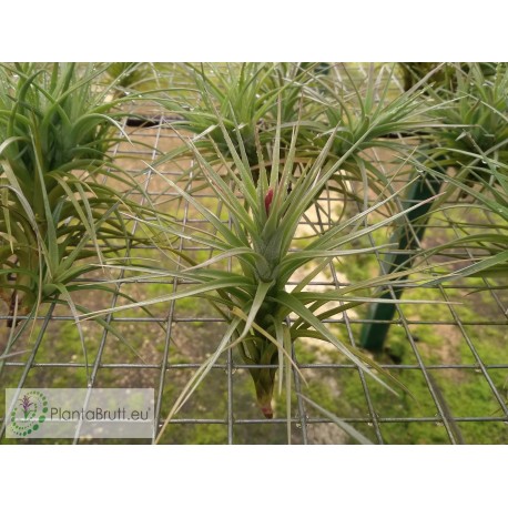 Tillandsia tenuifolia