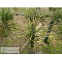 Tillandsia tenuifolia