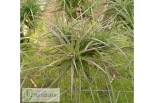 Tillandsia tenuifolia clumb