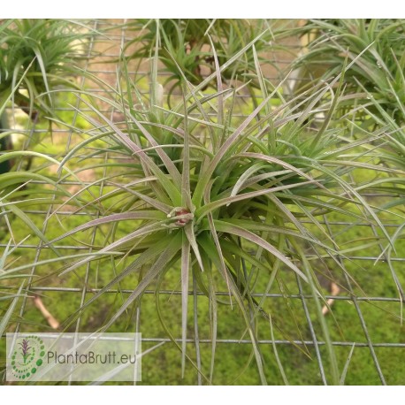 Tillandsia tenuifolia clumb