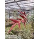 Tillandsia latifolia var. divaricata