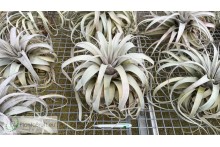 Tillandsia xerographica XXL