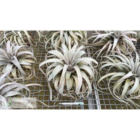 Tillandsia xerographica XXL