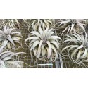 Tillandsia xerographica XXL
