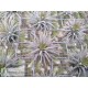 Tillandsia ionantha Pleiades
