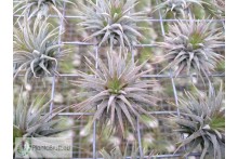 Tillandsia ionantha Pleiades