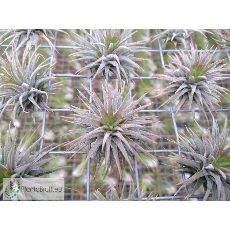 Tillandsia ionantha Pleiades